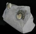Two Promicroceras Ammonites - England #30734-2